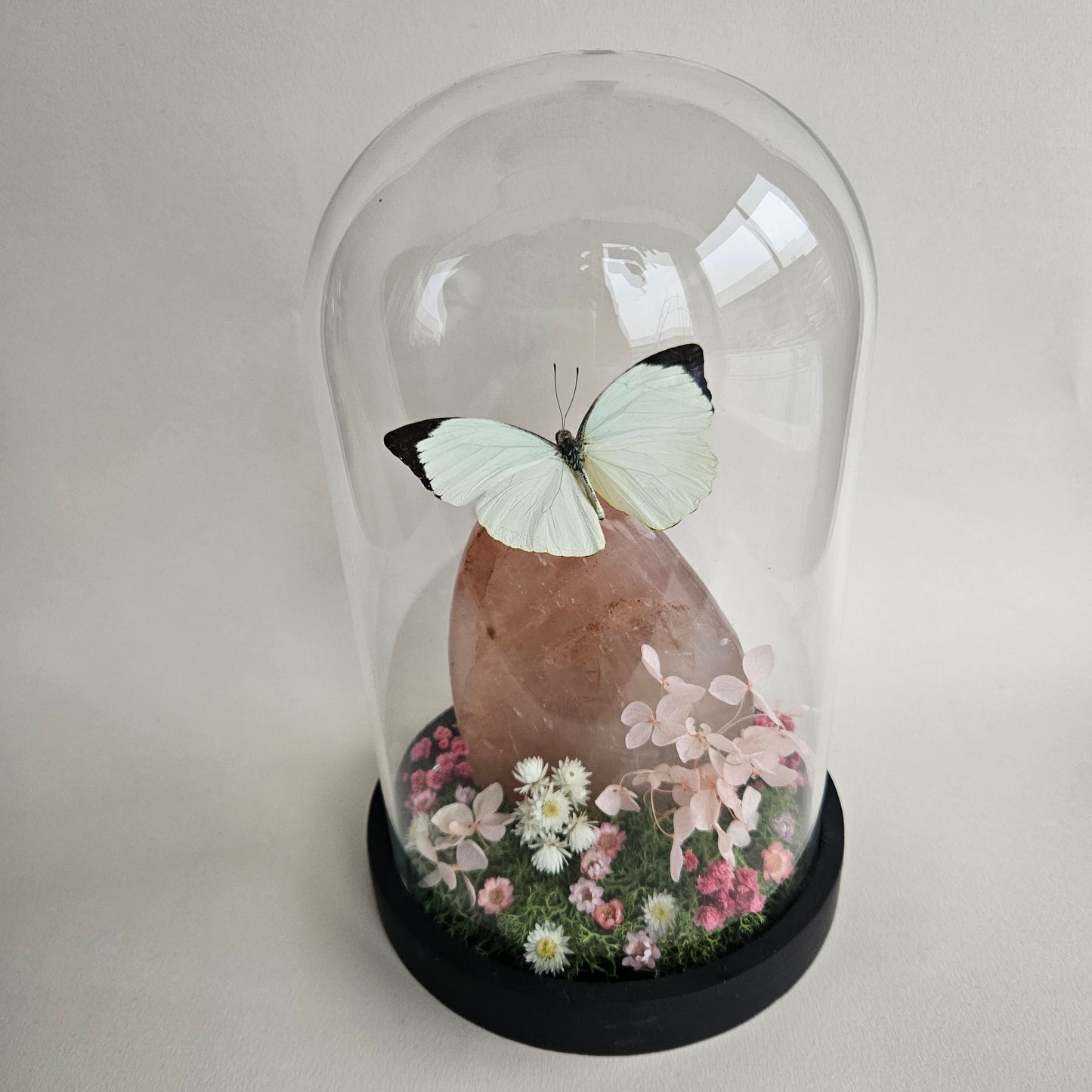 Vlinderstolp: Rozenkwart met Nepheronia Argia