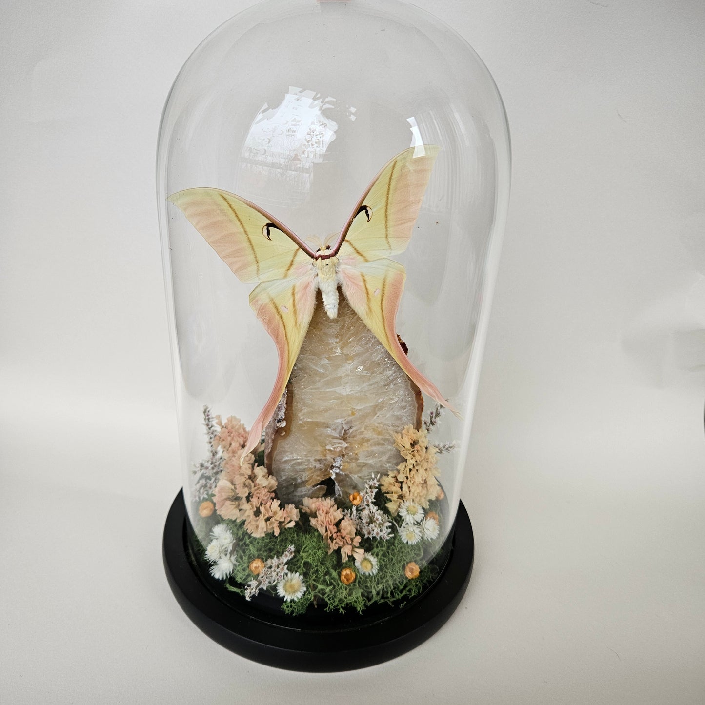 Vlinderstolp: Agaat met Actias rhodopneuma