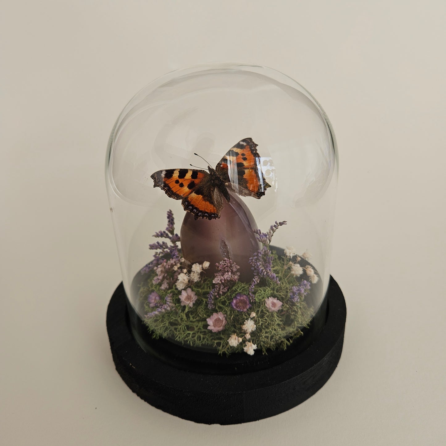 Vlinderstolp: Agaat met Aglais urticae