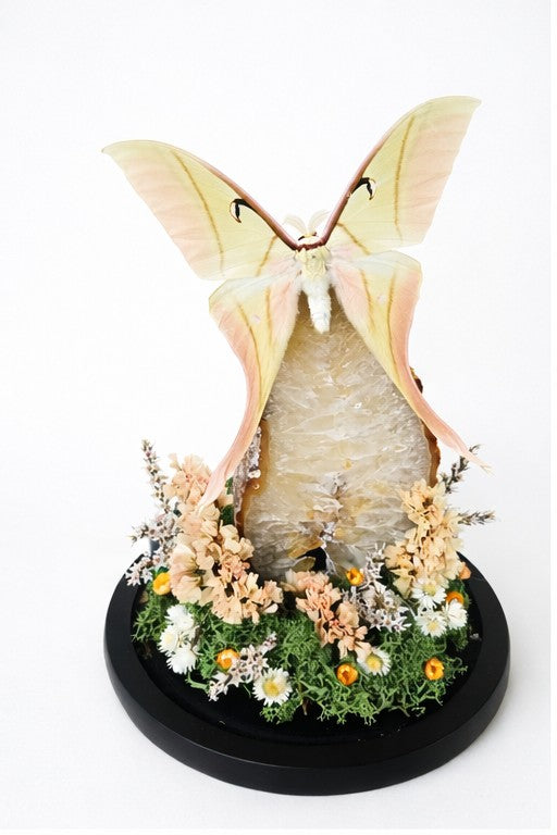 Vlinderstolp: Agaat met Actias rhodopneuma