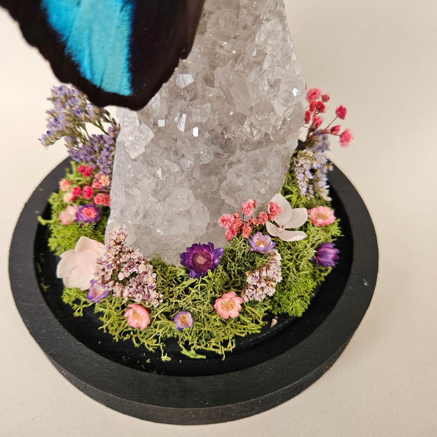 Vlinderstolp: Lichte amethist met Morpho Deidamia