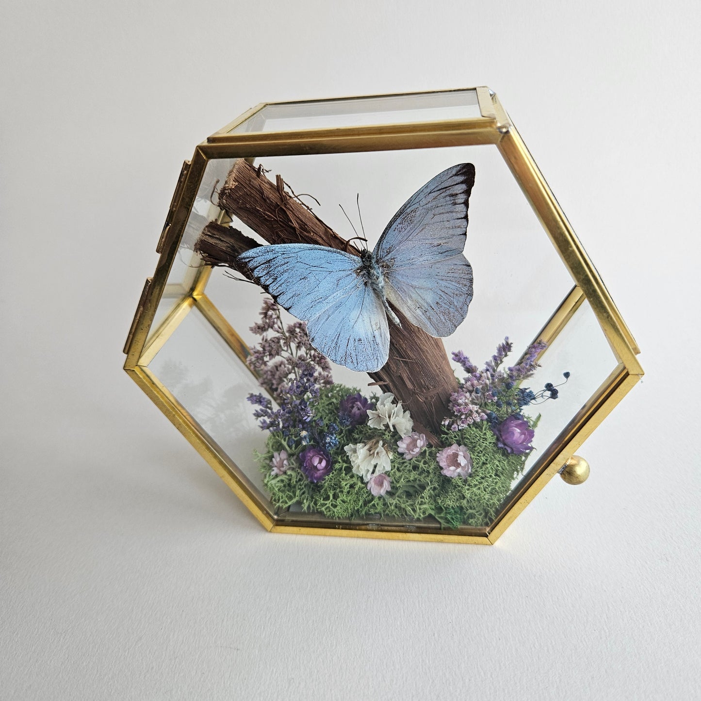 Vlinderstolp: Takje, bloemetjes en Appias Celestina