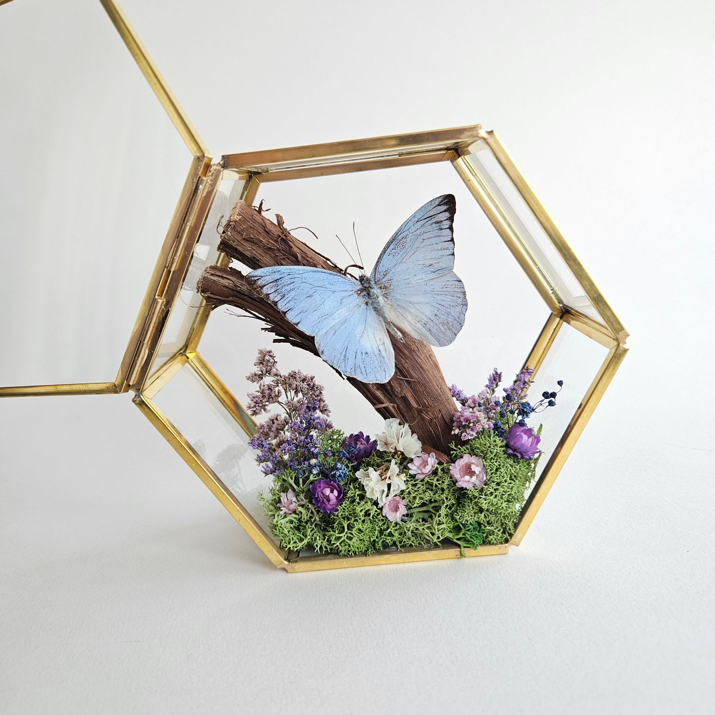 Vlinderstolp: Takje, bloemetjes en Appias Celestina