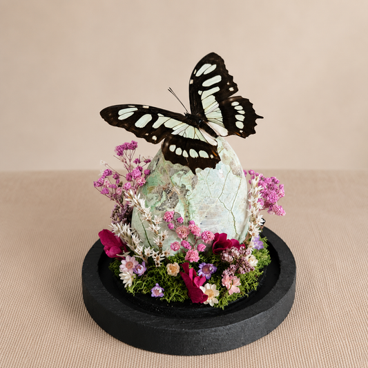 Vlinderstolp: Siproeta stelenes met groene