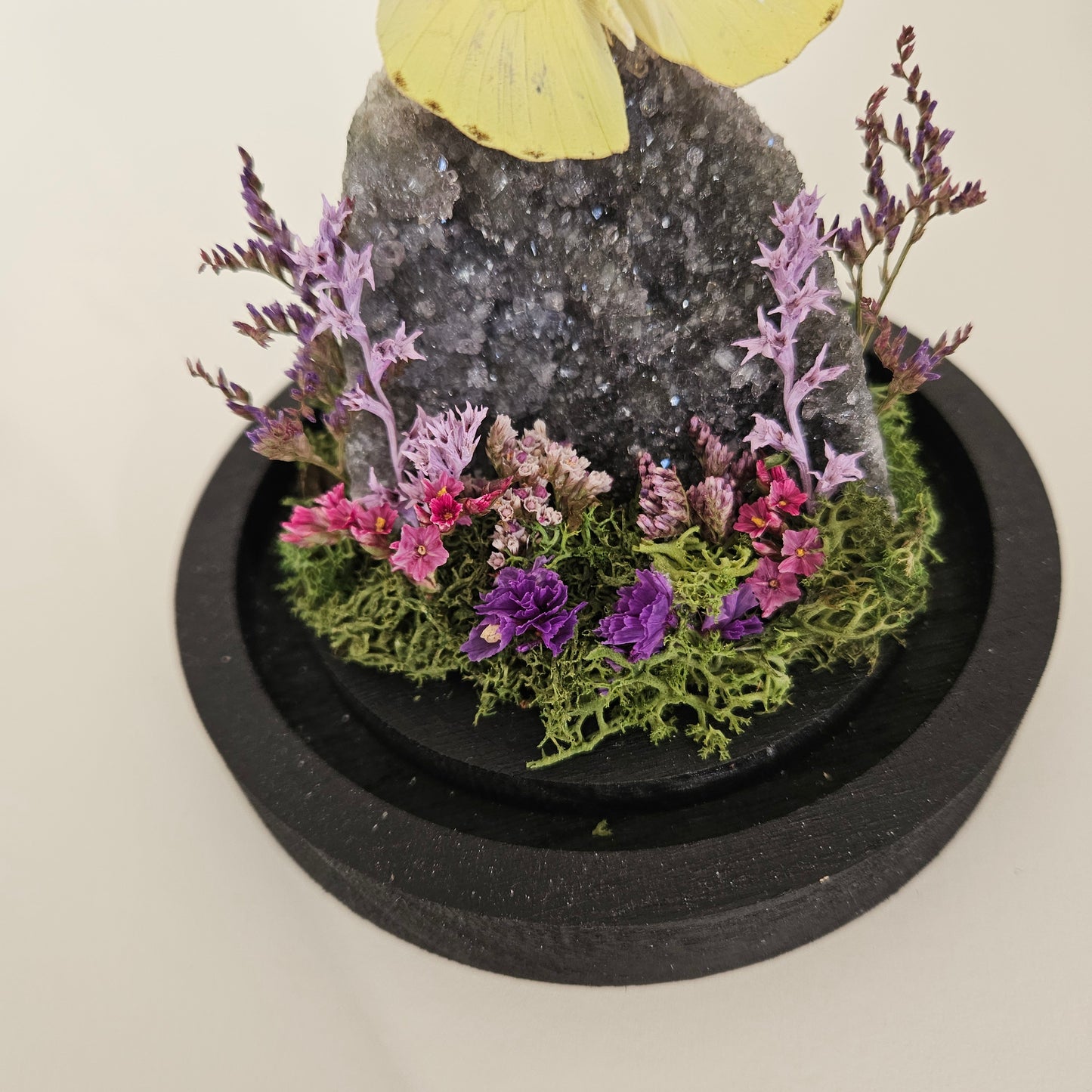 Vlinderstolp: Amethist met Catopsilia pomona