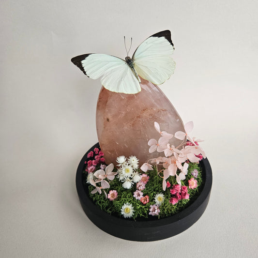 Vlinderstolp: Rozenkwart met Nepheronia Argia