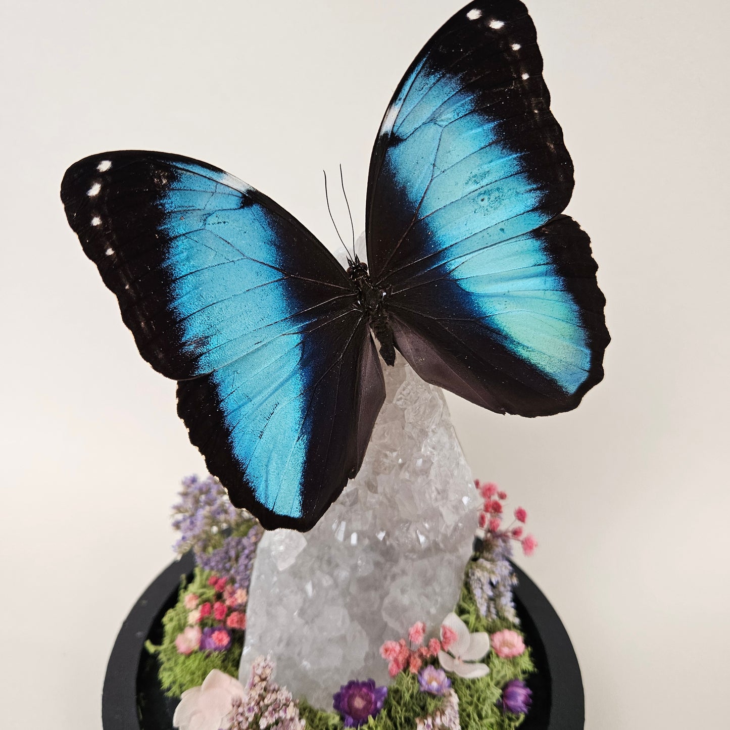 Vlinderstolp: Lichte amethist met Morpho Deidamia