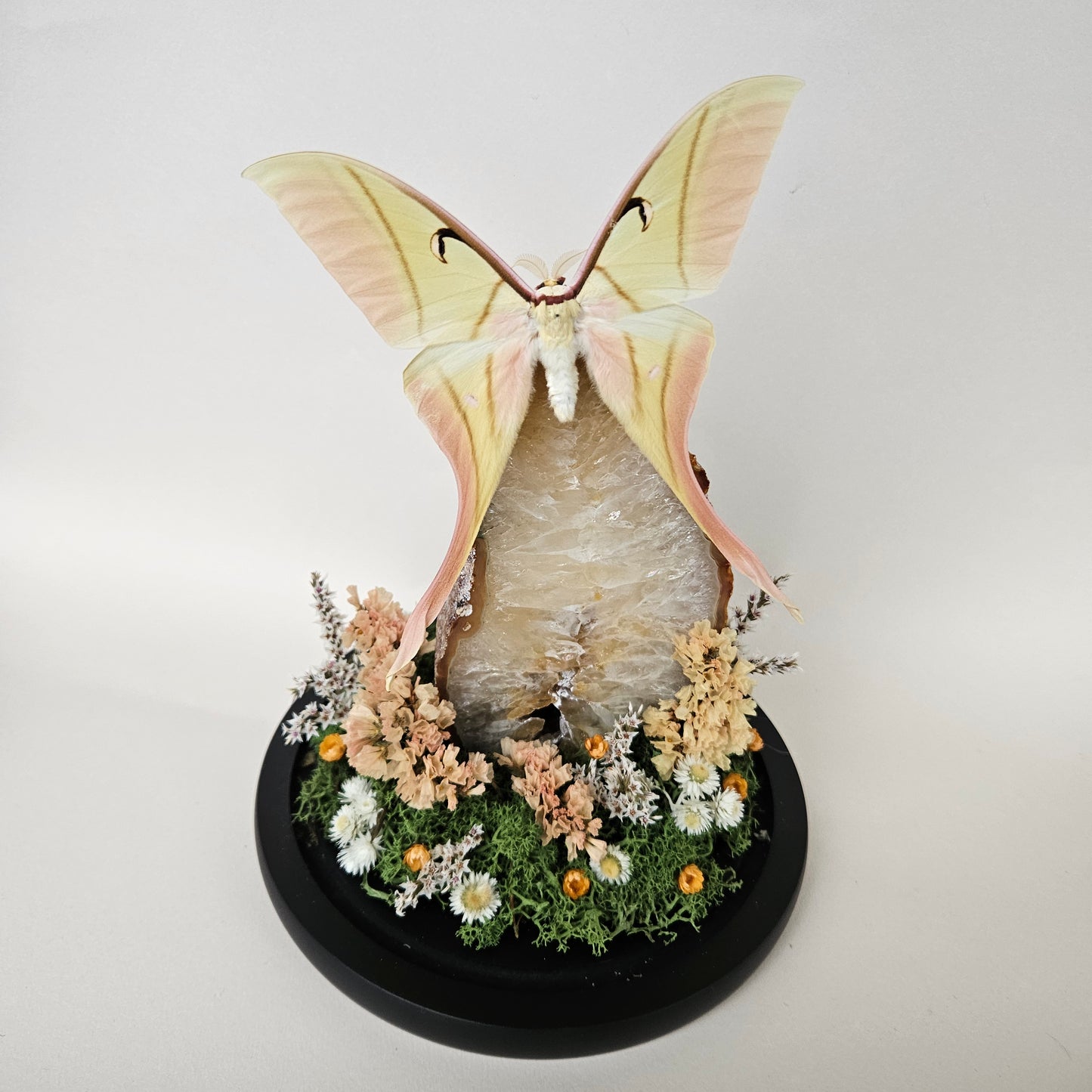 Vlinderstolp: Agaat met Actias rhodopneuma