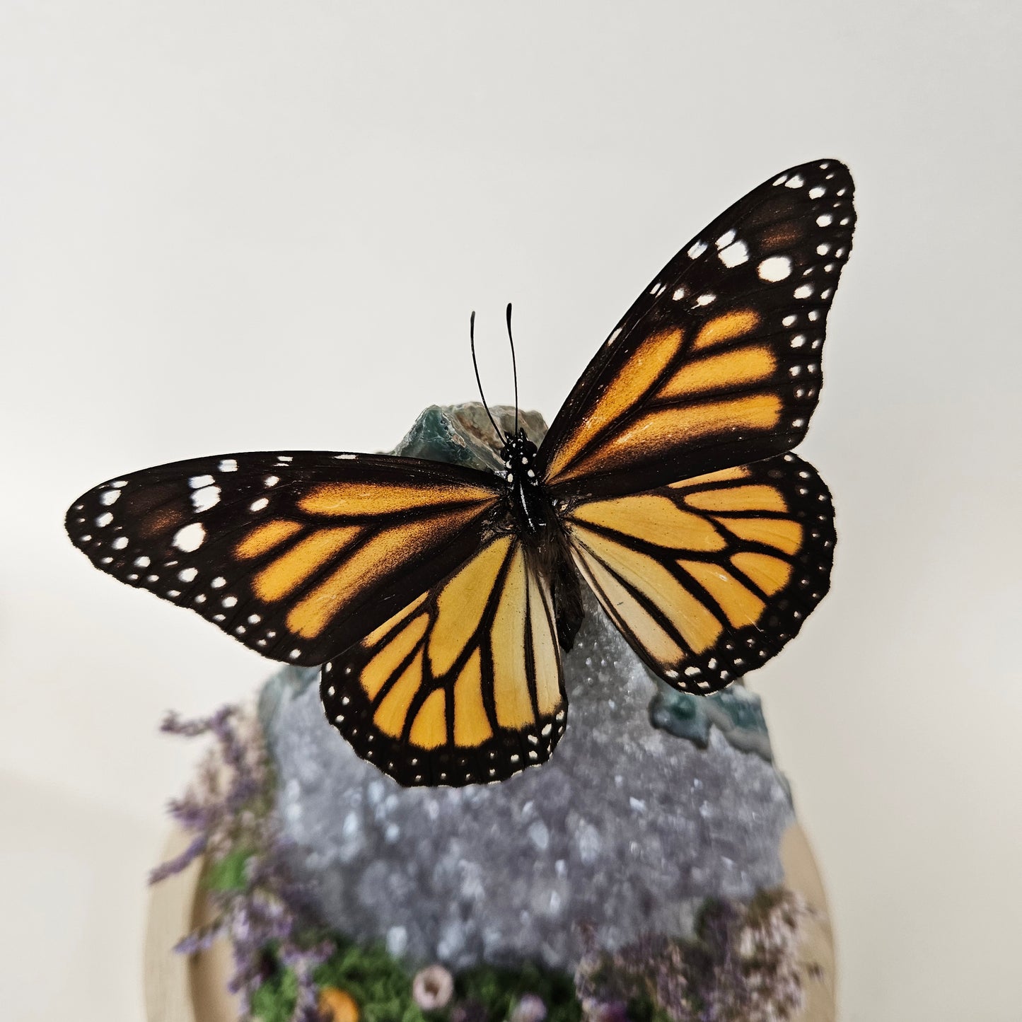 Vlinderstolp: Amethist met Danaus Plexippus (Monarch vlinder)