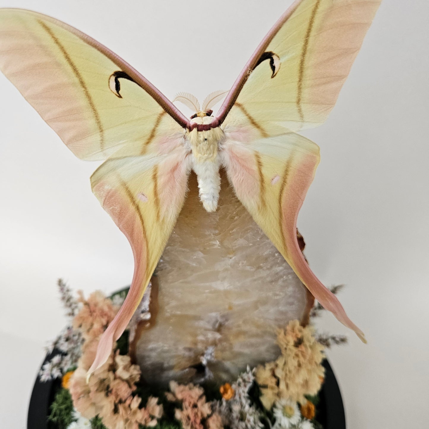 Vlinderstolp: Agaat met Actias rhodopneuma