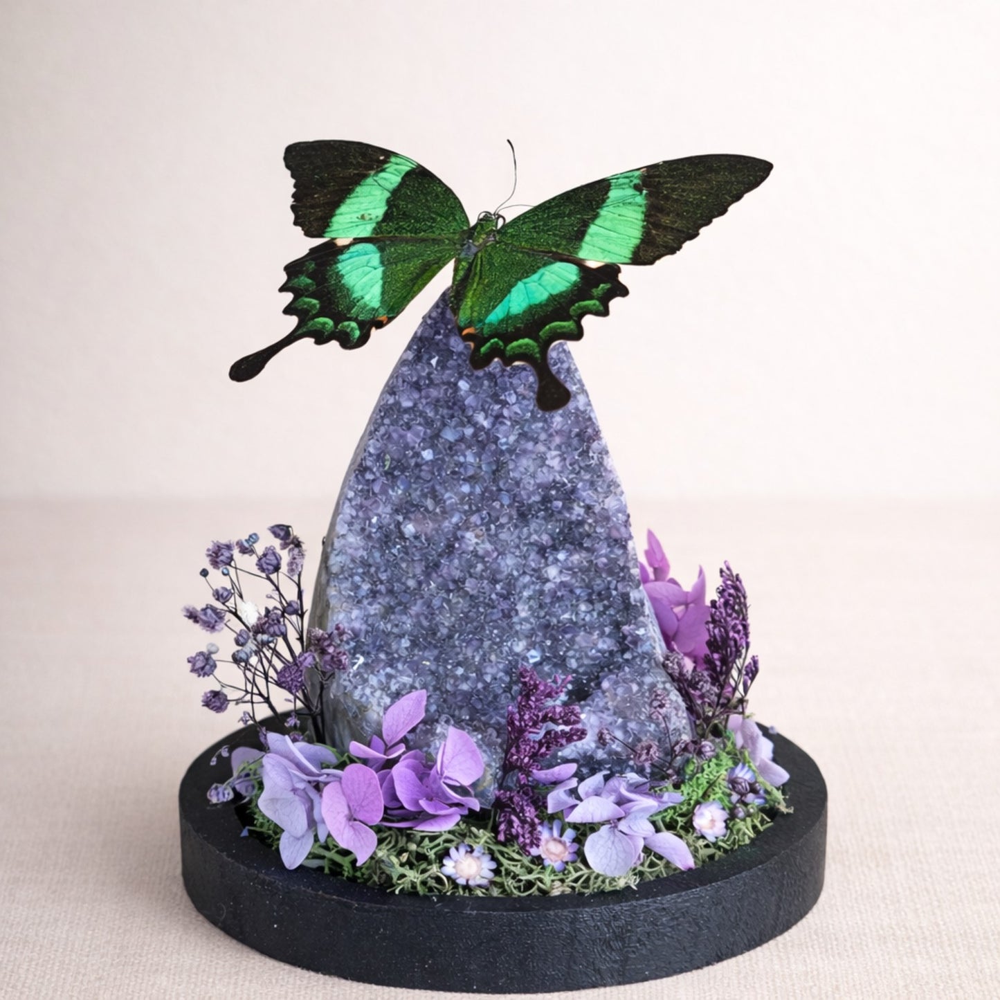 Vlinderstolp: Amethist met Papilio palinurus