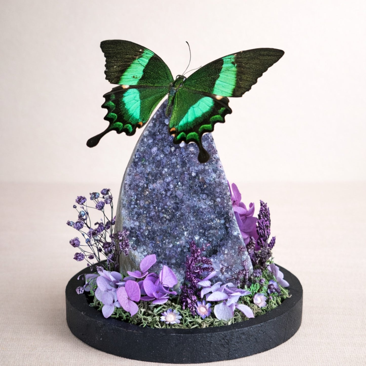 Vlinderstolp: Amethist met Papilio palinurus