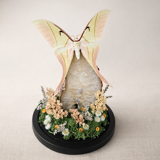 Vlinderstolp: Agaat met Actias rhodopneuma