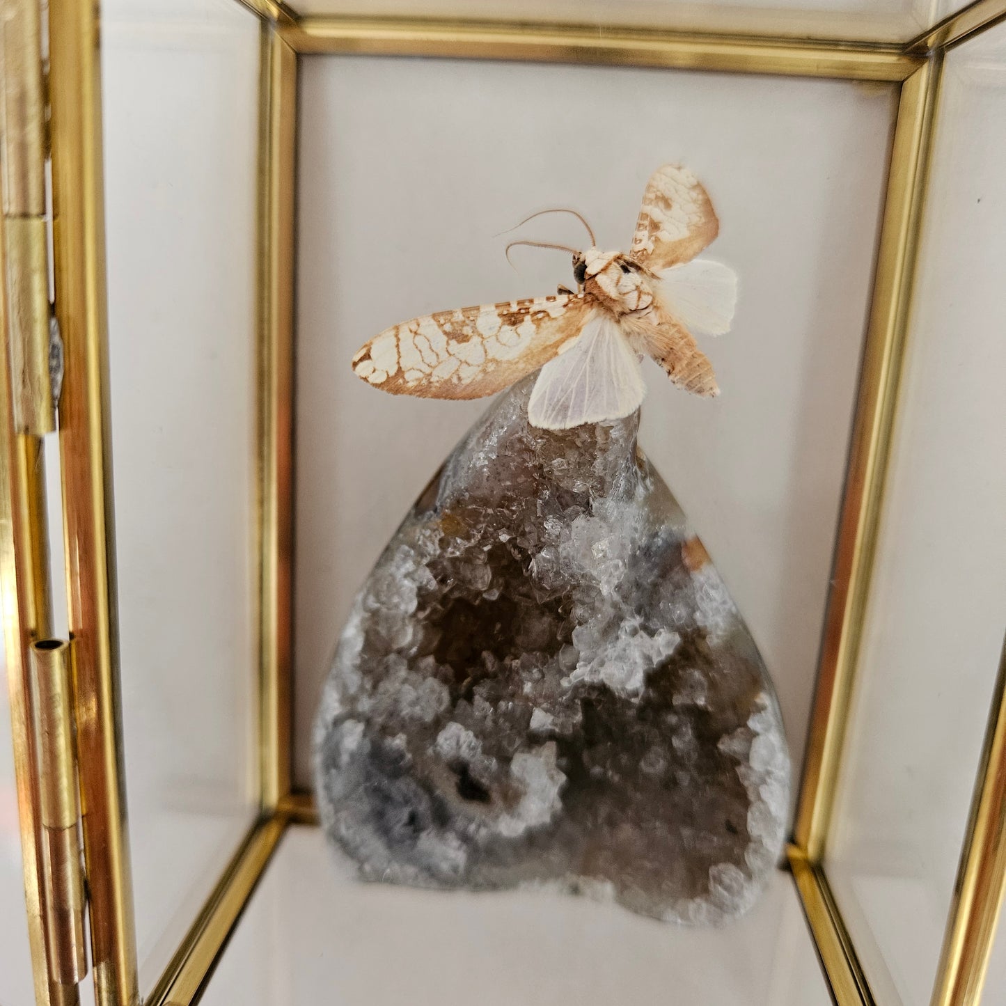 Vlinderstolp: Agaat met nachtvlinder