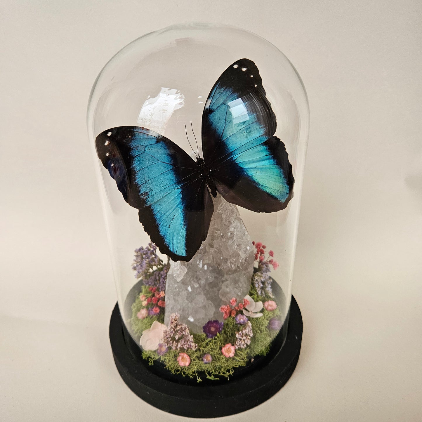 Vlinderstolp: Lichte amethist met Morpho Deidamia