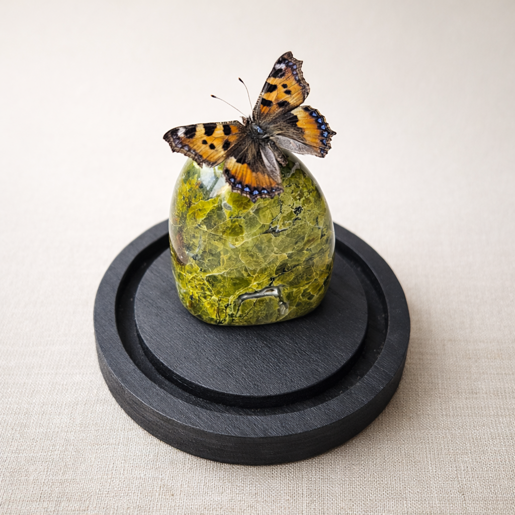 Vlinderstolp: Aglais urticae met groene opaal