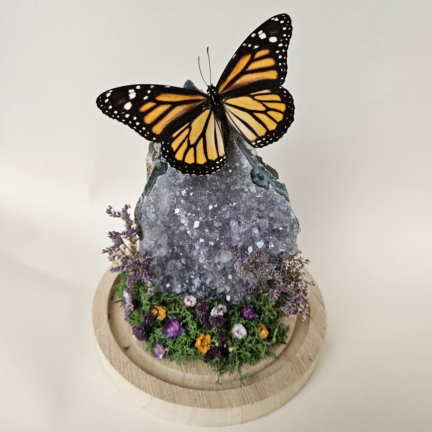 Vlinderstolp: Amethist met Danaus Plexippus (Monarch vlinder)