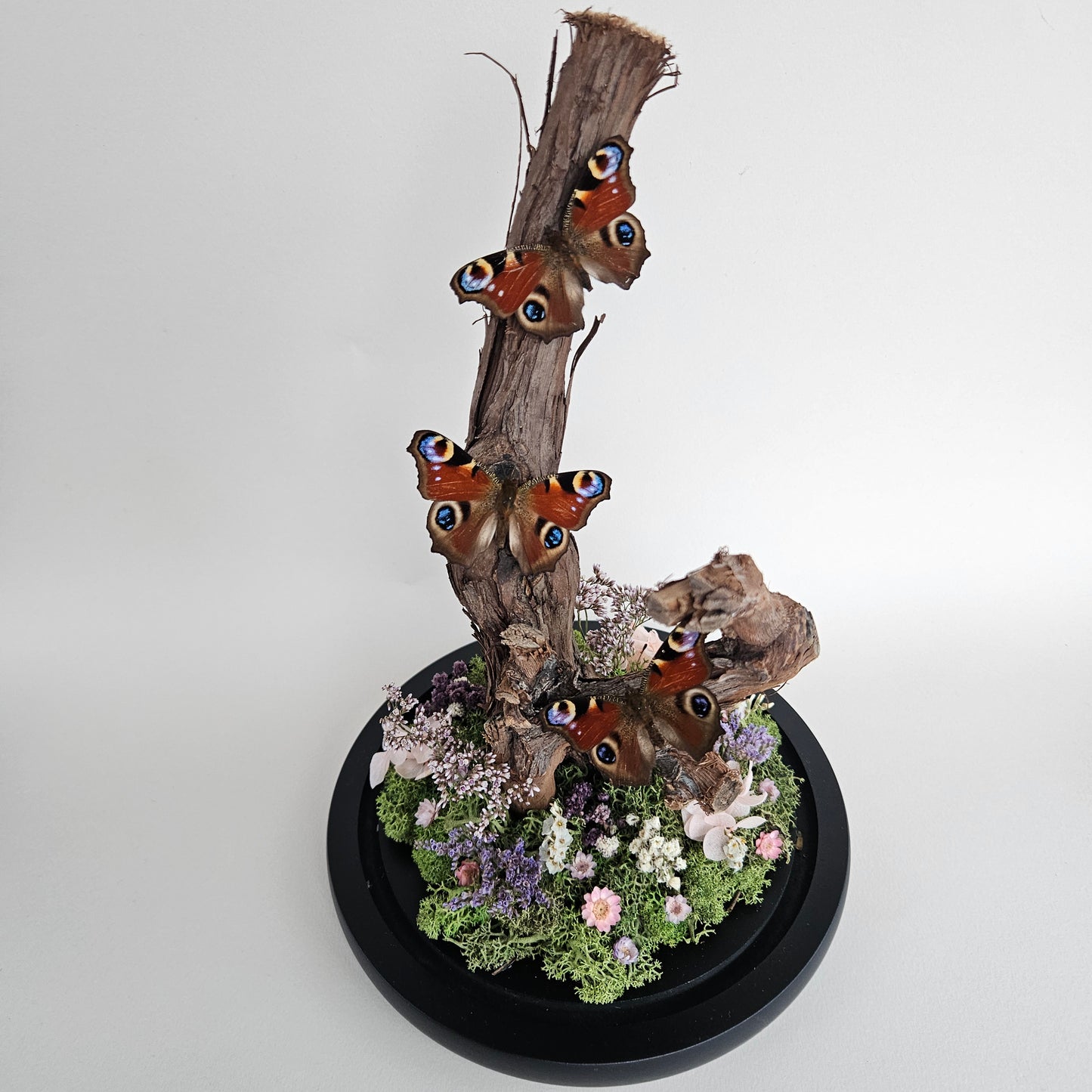 Vlinderstolp: Takken met drie dagpauwoog