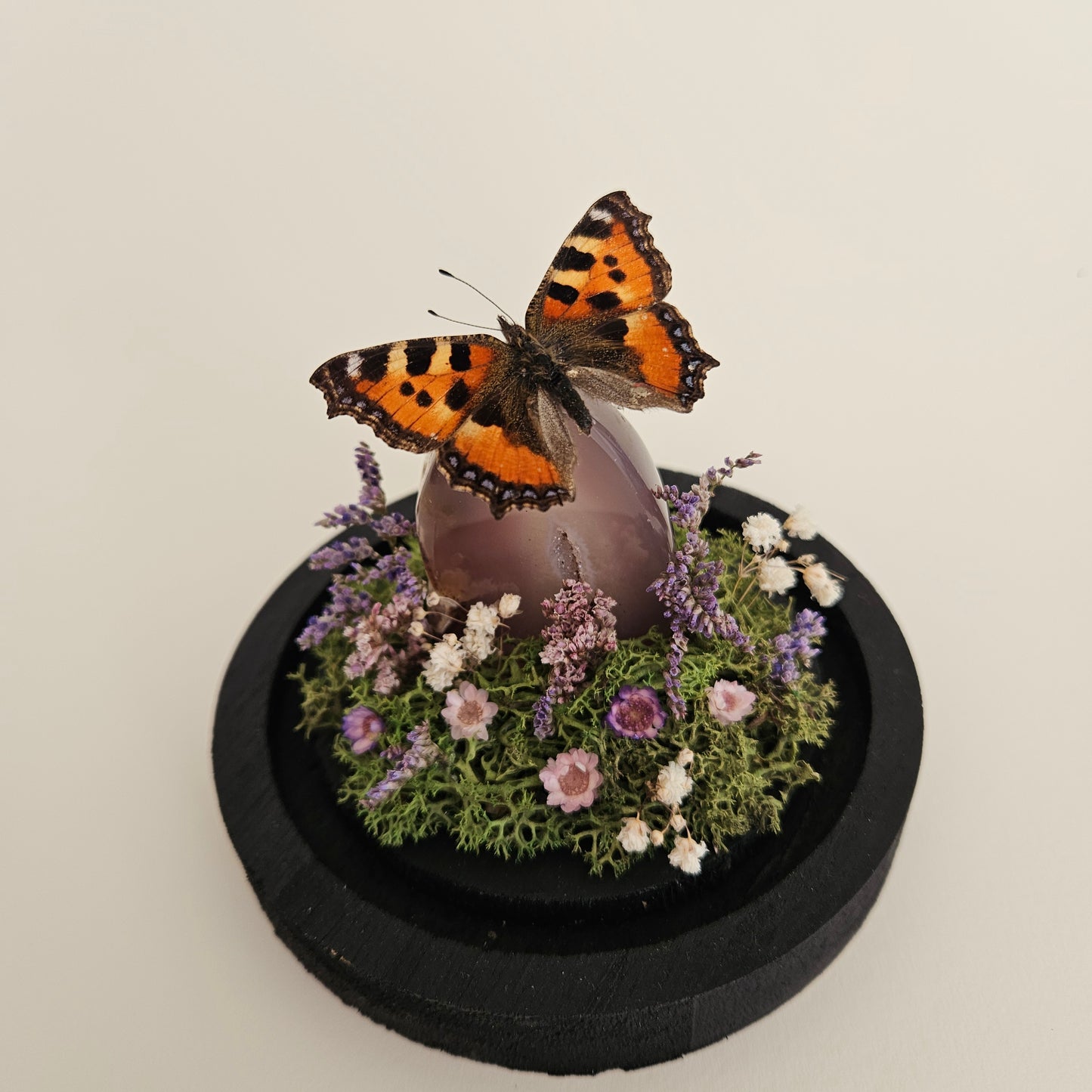 Vlinderstolp: Agaat met Aglais urticae